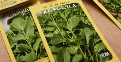 Paquetes de semillas para plantar arugula con instrucciones detalladas paso a paso en un formato ilustrado. (Texto español)
