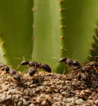 Eliminar eficientemente las hormigas de cacti mientras mantiene la integridad de la planta utilizando métodos naturales como solución de jabón y agua hirviendo.