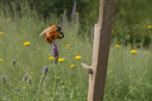 Persona rociando herbicida en plantas causando caída de la colonia de abejas. Sobre la hierba