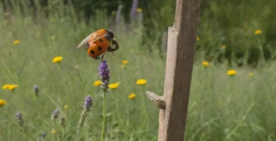 Persona rociando herbicida en plantas causando caída de la colonia de abejas. Sobre la hierba