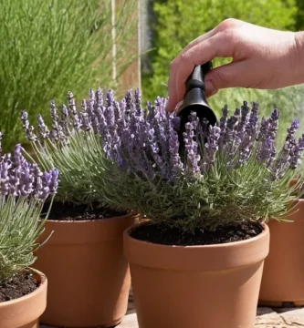 Persona de riego plantas de lavanda en macetas pequeñas en un patio para que los jardineros novicios crezcan en casa con instrucciones de cuidado. Inglés