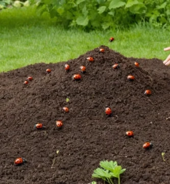 El estiércol familiar bailando sobre la pila de compost mientras las mariquitas le rodean mientras se jardinean en su patio trasero con consejos y trucos útiles. Esta es la descripción proporcionada para el libro titulado How to Dispose of Weed Seeds: La Guía Definitiva para las Enfermedades del Abono. Es una guía integral que abarca todos los aspectos del cuidado del césped