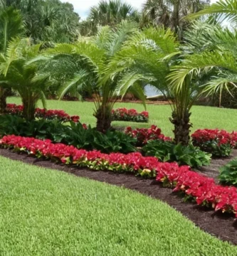 Palmeras enanas plantadas en una cama de jardín adornada con atractivas hojas en forma de corazón. Este entorno idílico es probable en la soleada Florida
