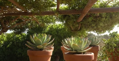 Una serie de plantas suculentas que florecen y prosperan bajo la luz solar directa en un ambiente verde abierto con ramas de árboles o techo. Las palabras sorprendentes implican resultados sorprendentes o inesperados
