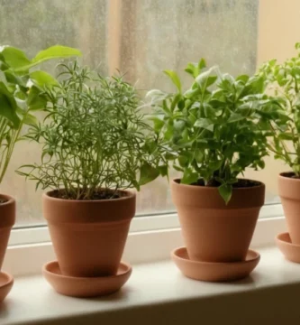 Regadera individual en macetas de planta interior en ventanas de madera con plantas para la decoración casera ecológica. Frases de español.
