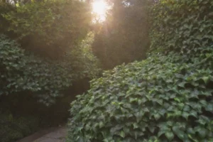 Firme explicando una lista de plantas de escalada resistentes para climas más fríos