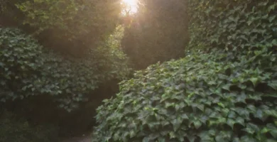 Firme explicando una lista de plantas de escalada resistentes para climas más fríos