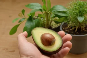 Persona conteniendo una nueva semilla de aguacate después de seguir una guía detallada sobre la plantación correctamente