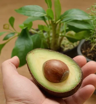 Persona conteniendo una nueva semilla de aguacate después de seguir una guía detallada sobre la plantación correctamente