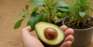 Persona conteniendo una nueva semilla de aguacate después de seguir una guía detallada sobre la plantación correctamente