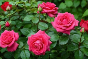 Rosas