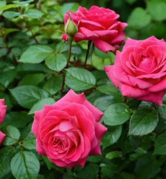 Rosas
