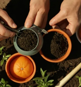 Herramientas para plantar semillas con la imagen de una persona que tiende herramientas de jardín junto a una pequeña olla llena de plántulas naranjas. Nota: Subtítulo inglés añadido para proporcionar contexto: Siga esta guía para cultivar fácilmente sus propias semillas de mandarina en casa.