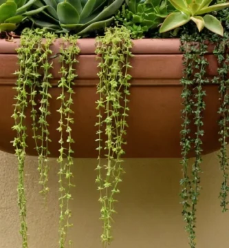 Viñas suculentas colgando sobre un planter lleno de hermosas plantas verticales multicolores. En español para las plantas colgantes Tying: la tendencia perfecta para sus plantadores.