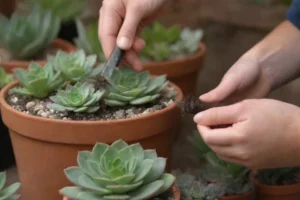 Mujer cuidando diligentemente su colección de plantas tropicales