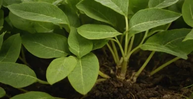 La planta rota deja el gaseo para el aire debido a un crecimiento profundo