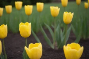 Título español que significa La corta vida de los cisnes: sólo florece una vez