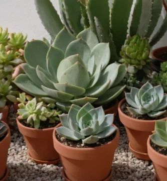 Pequeño grupo de plantas discutiendo la mejor estrategia de crecimiento entre sí mientras los horticulturistas observan desde lejos. En inglés: ¿Cuál es la elección superior?