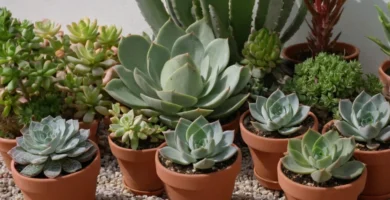 Pequeño grupo de plantas discutiendo la mejor estrategia de crecimiento entre sí mientras los horticulturistas observan desde lejos. En inglés: ¿Cuál es la elección superior?