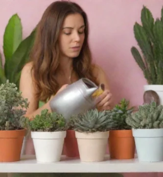Planificando las plántulas directamente en una cama de jardín con la cámara enmarcando su crecimiento como instrucciones leídas 1. Agua semanal y 2. Ponga el sol completo. Una familia feliz de plantas interiores también aparecen en pantalla.