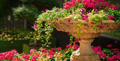 cuidar plantas en verano