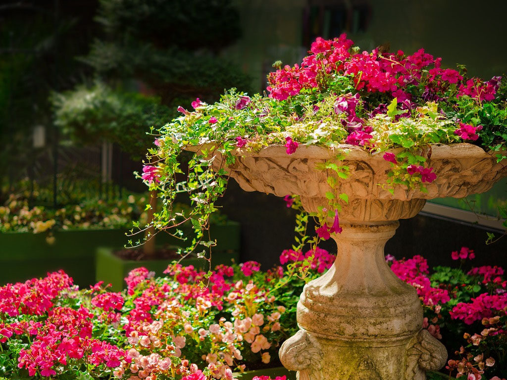 cuidar plantas en verano