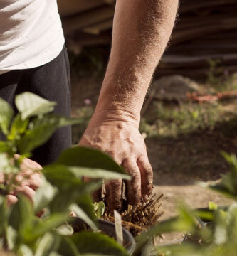 ph de la tierra de cultivo