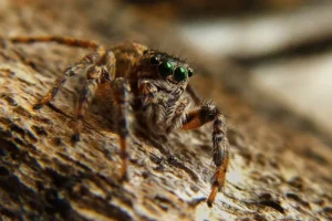 araña roja de jardin