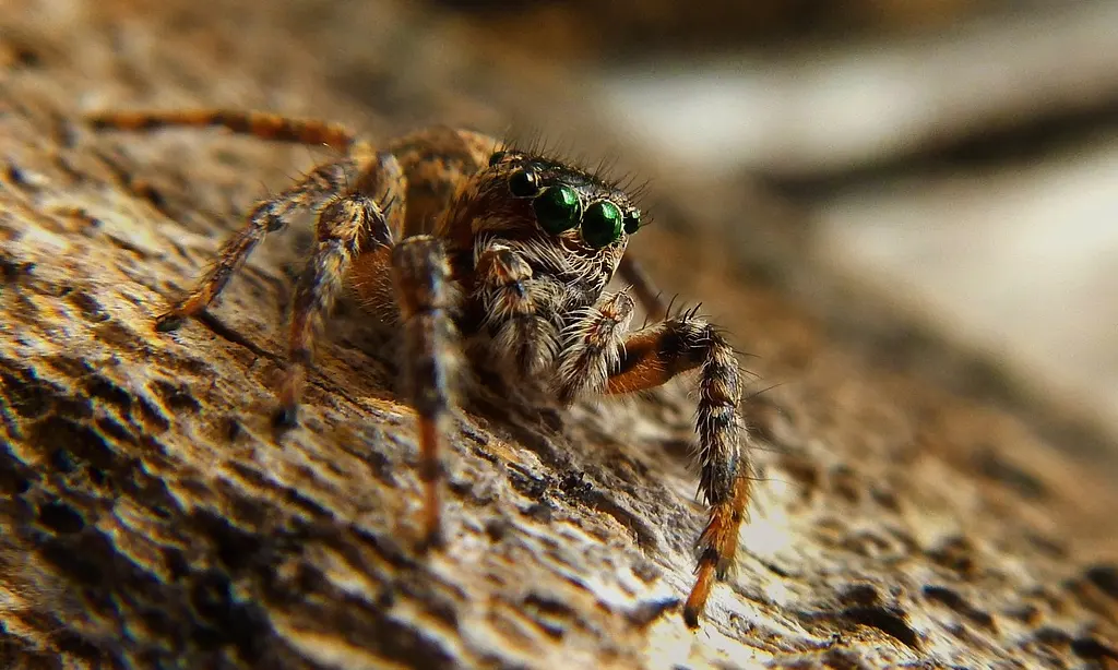 araña roja de jardin