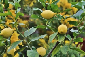 como plantar un limonero, cuidados