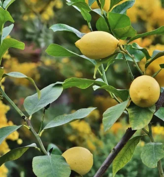 como plantar un limonero, cuidados