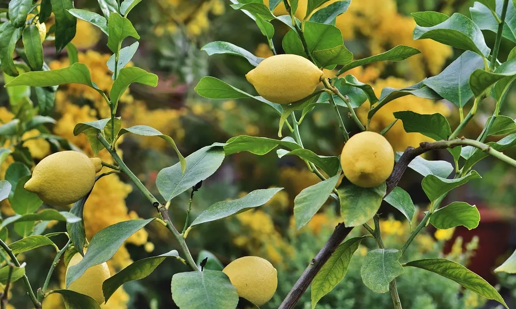 como plantar un limonero, cuidados