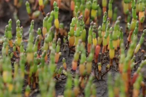 propiedades de salicornia o fonoll mari