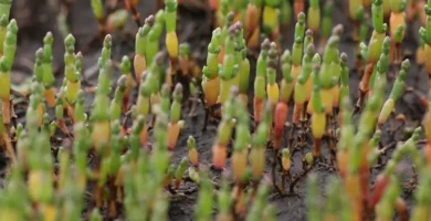 propiedades de salicornia o fonoll mari
