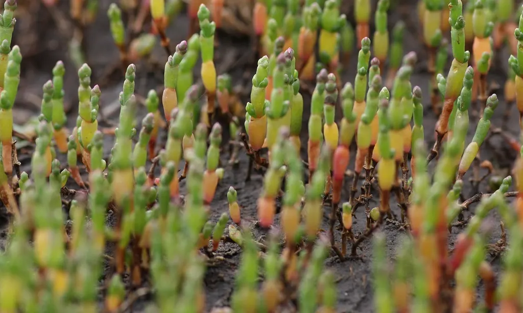 propiedades de salicornia o fonoll mari