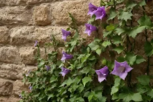 plantas trepadoras con flor, enredaderas